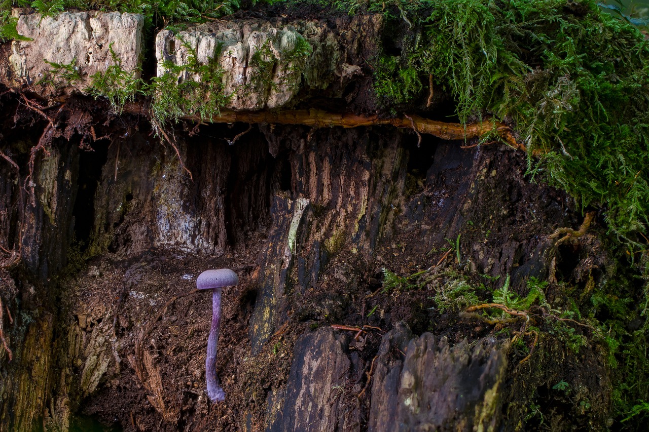 mushroom moss mini mushroom free photo