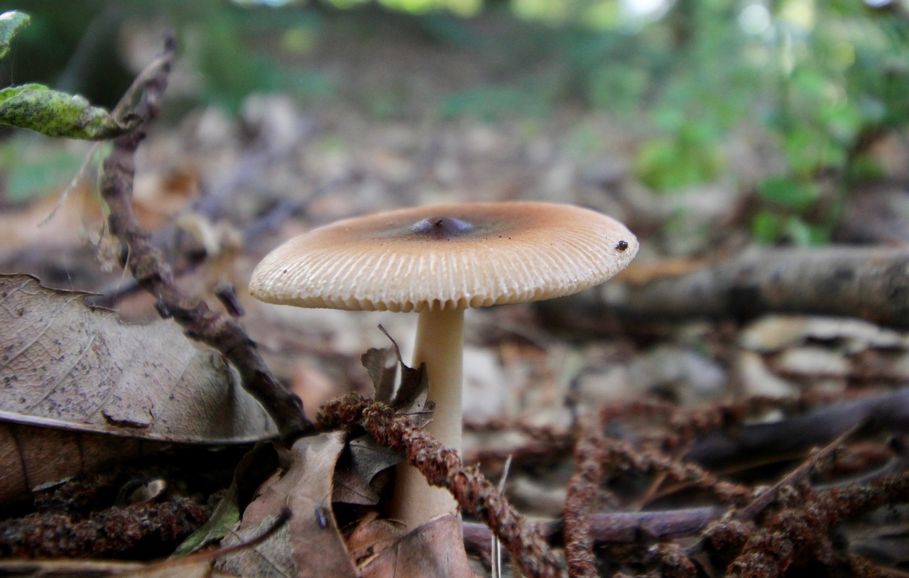 mushroom forest autumn free photo