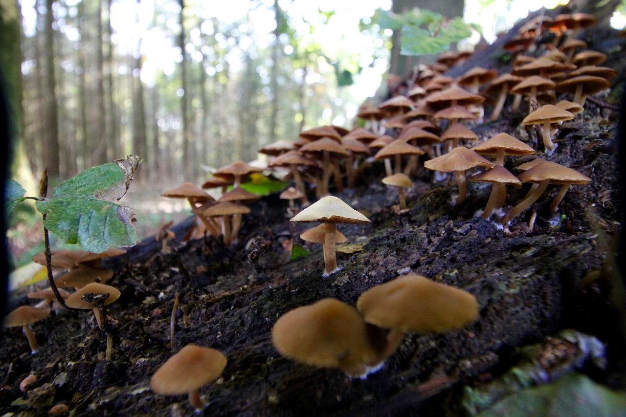 mushroom forest autumn free photo