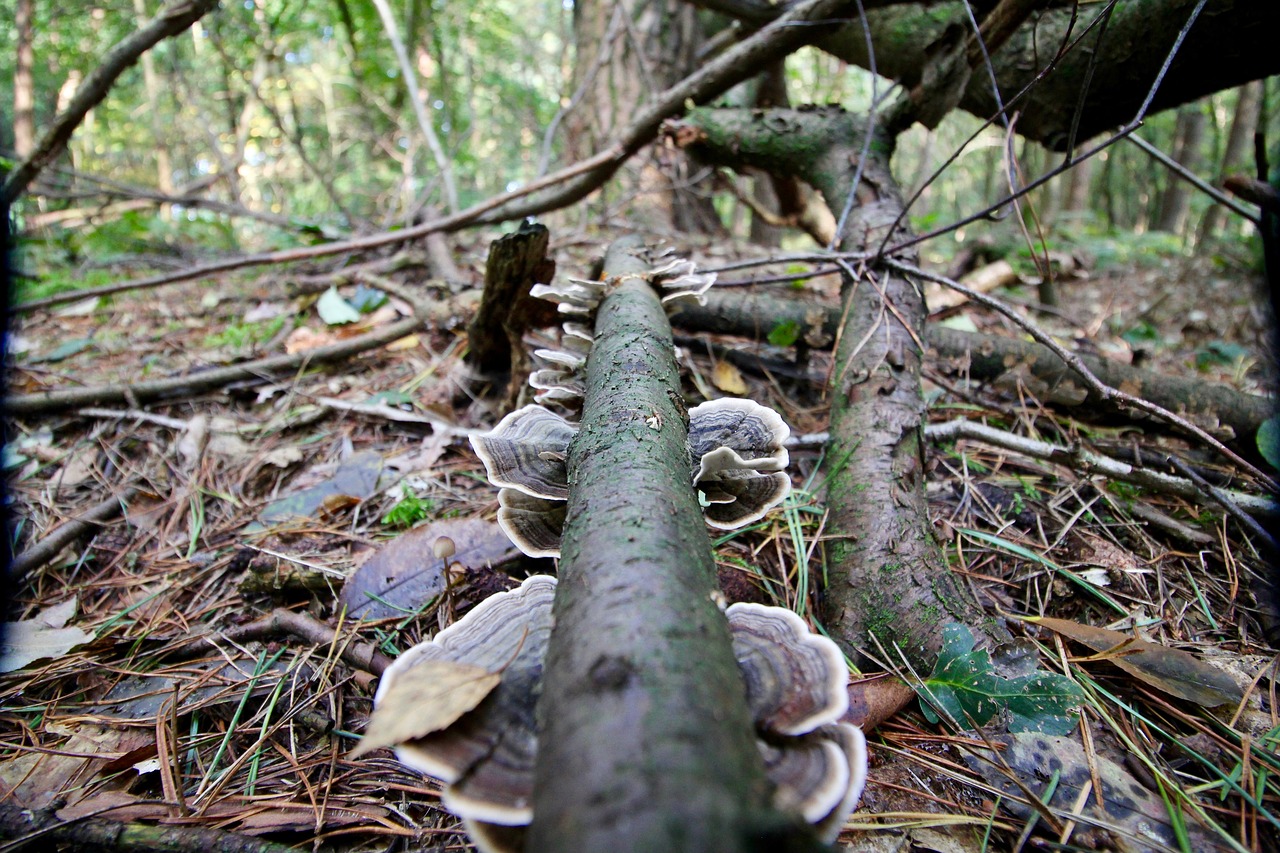 mushroom forest autumn free photo