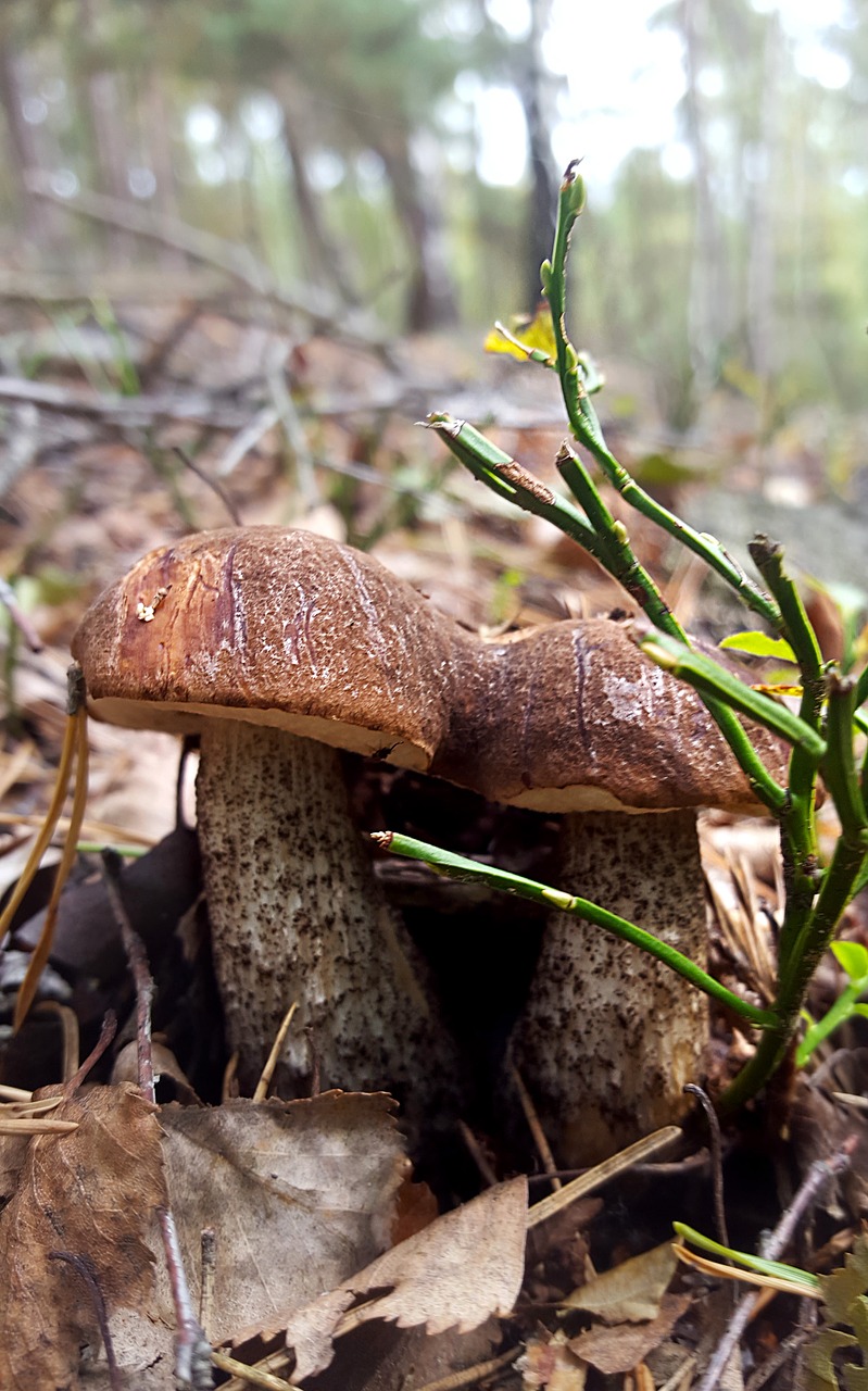 mushroom autumn forest