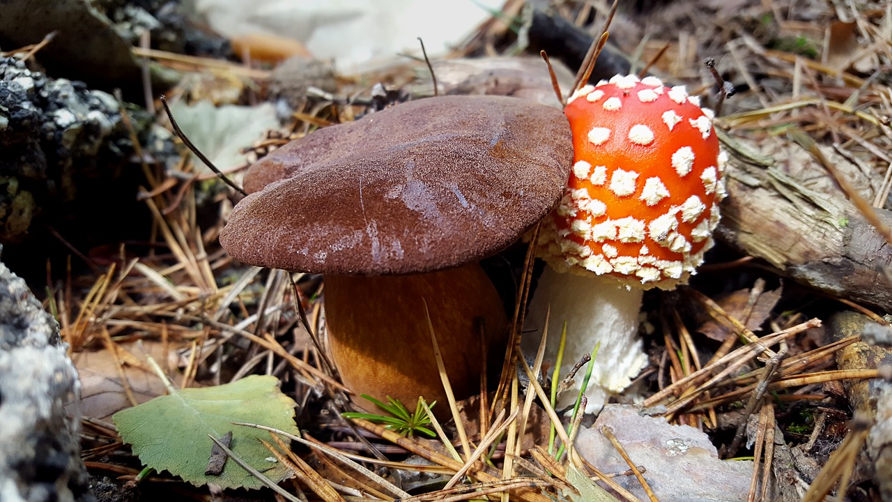 mushroom fly agaric autumn free photo