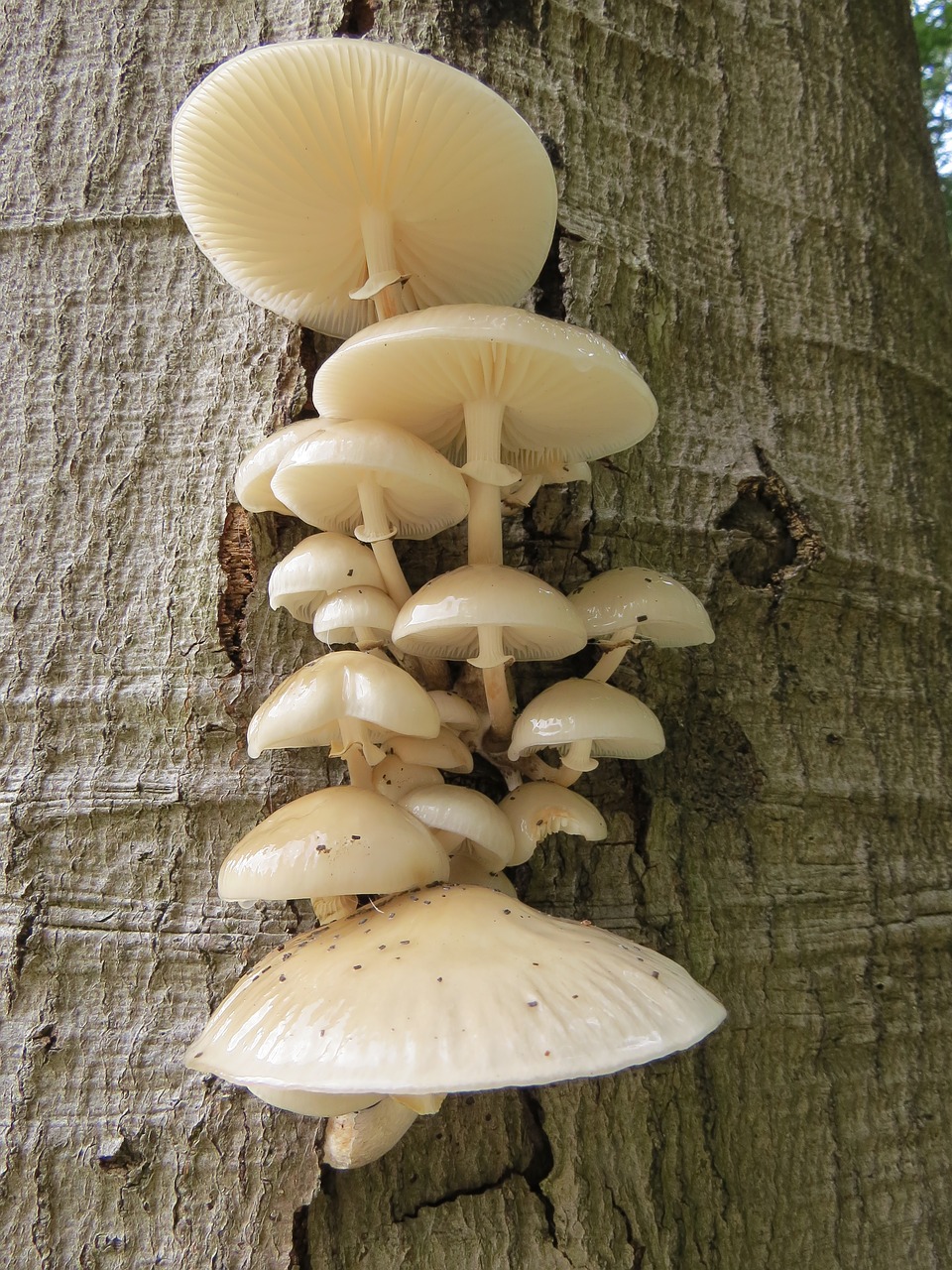 mushroom porcelain fungus fungi free photo