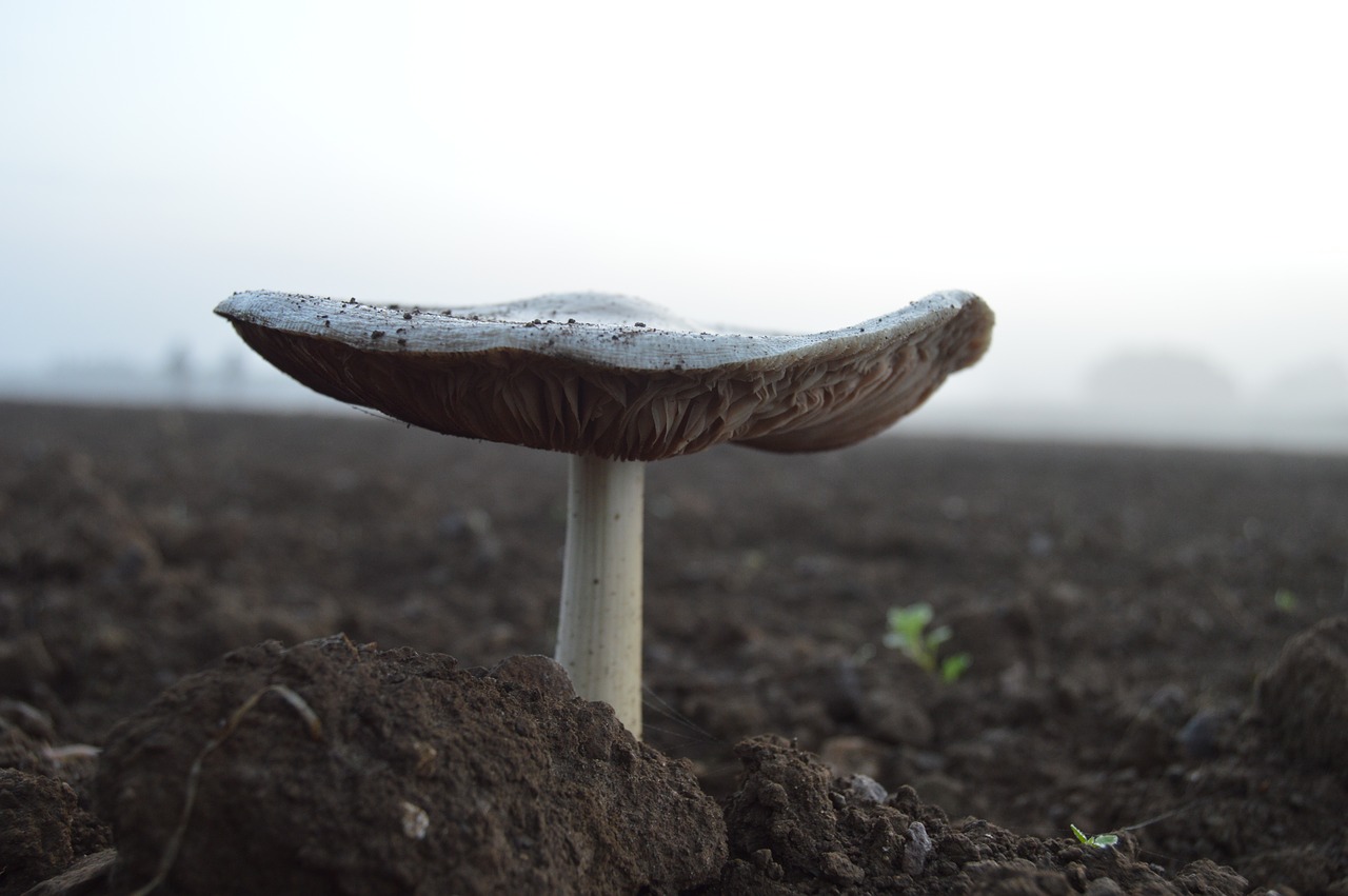 mushroom soil nature free photo