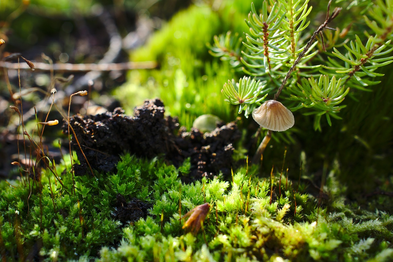 mushroom macro nature free photo