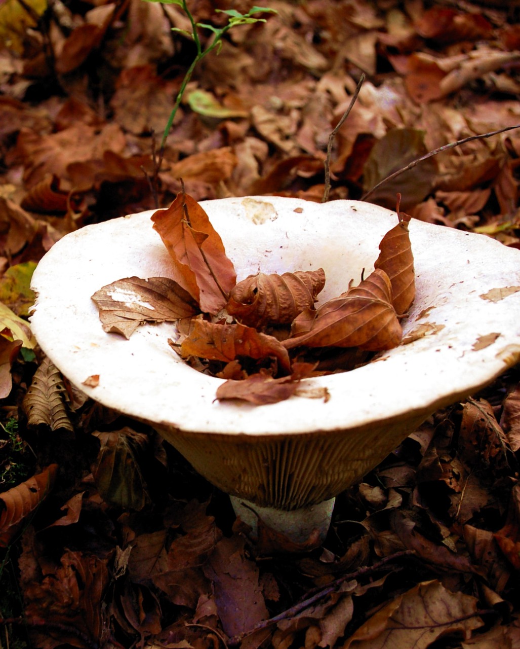 mushroom autumn forest free photo