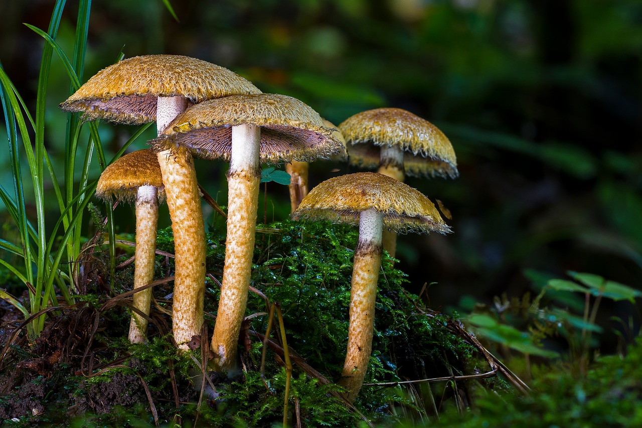 mushroom forest mushroom agaric free photo