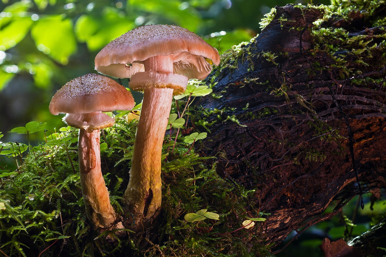 mushroom forest mushroom agaric free photo