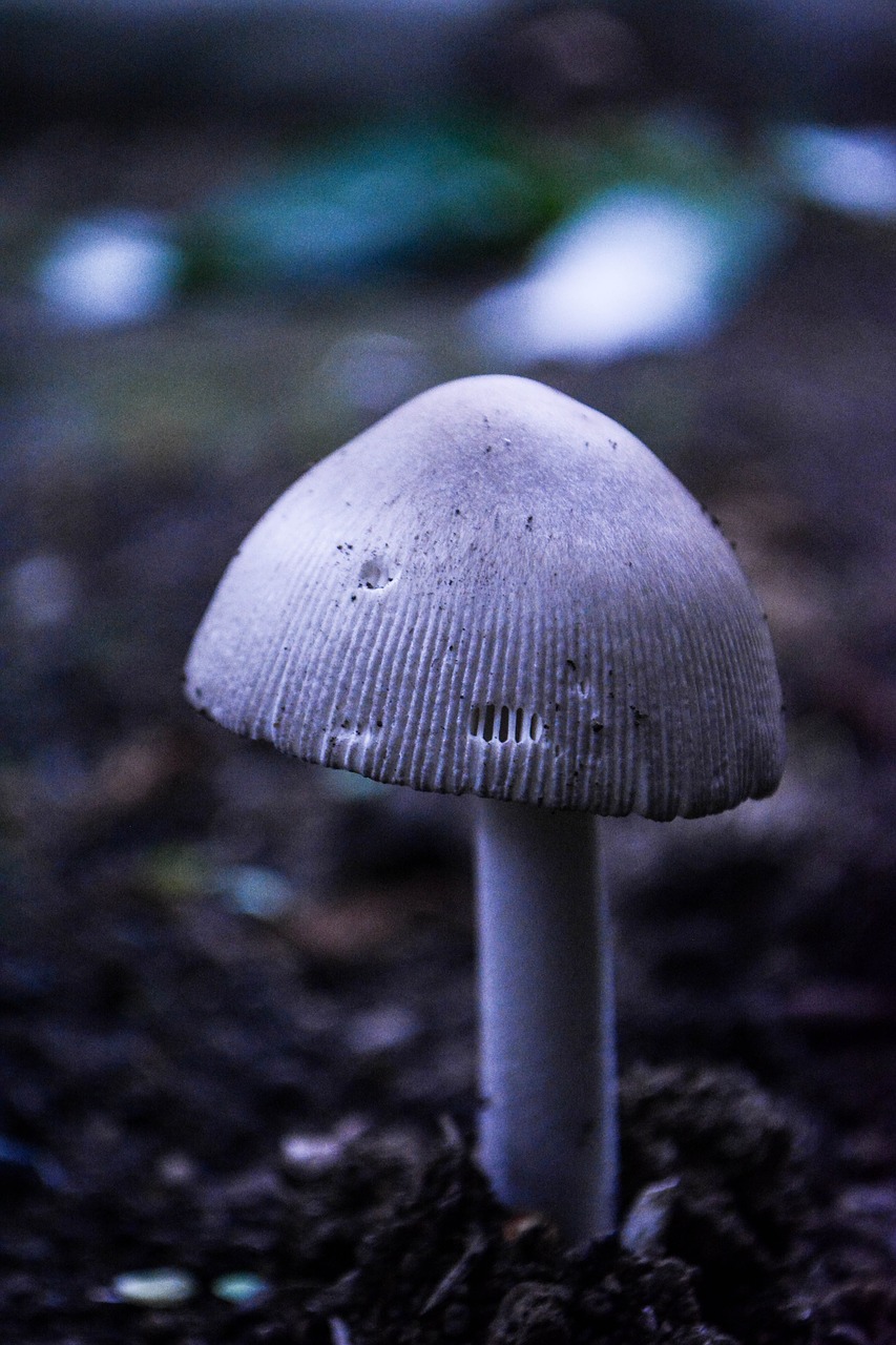 mushroom toadstool fungi free photo