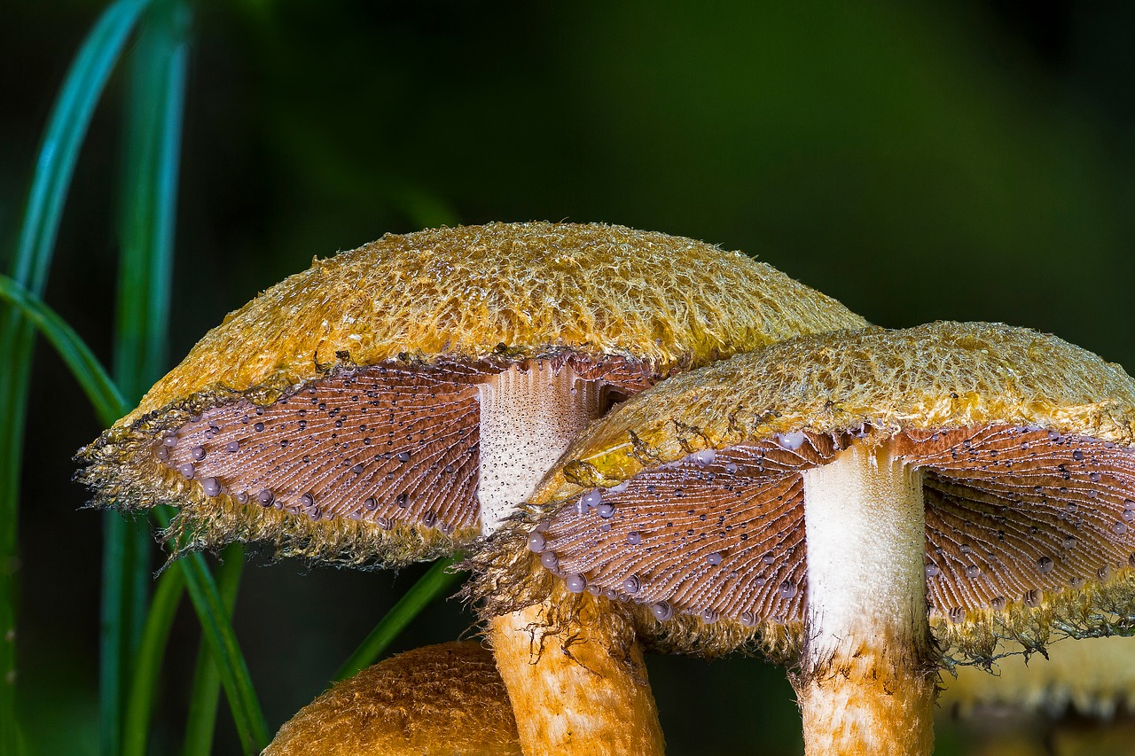 mushroom forest mushroom agaric free photo