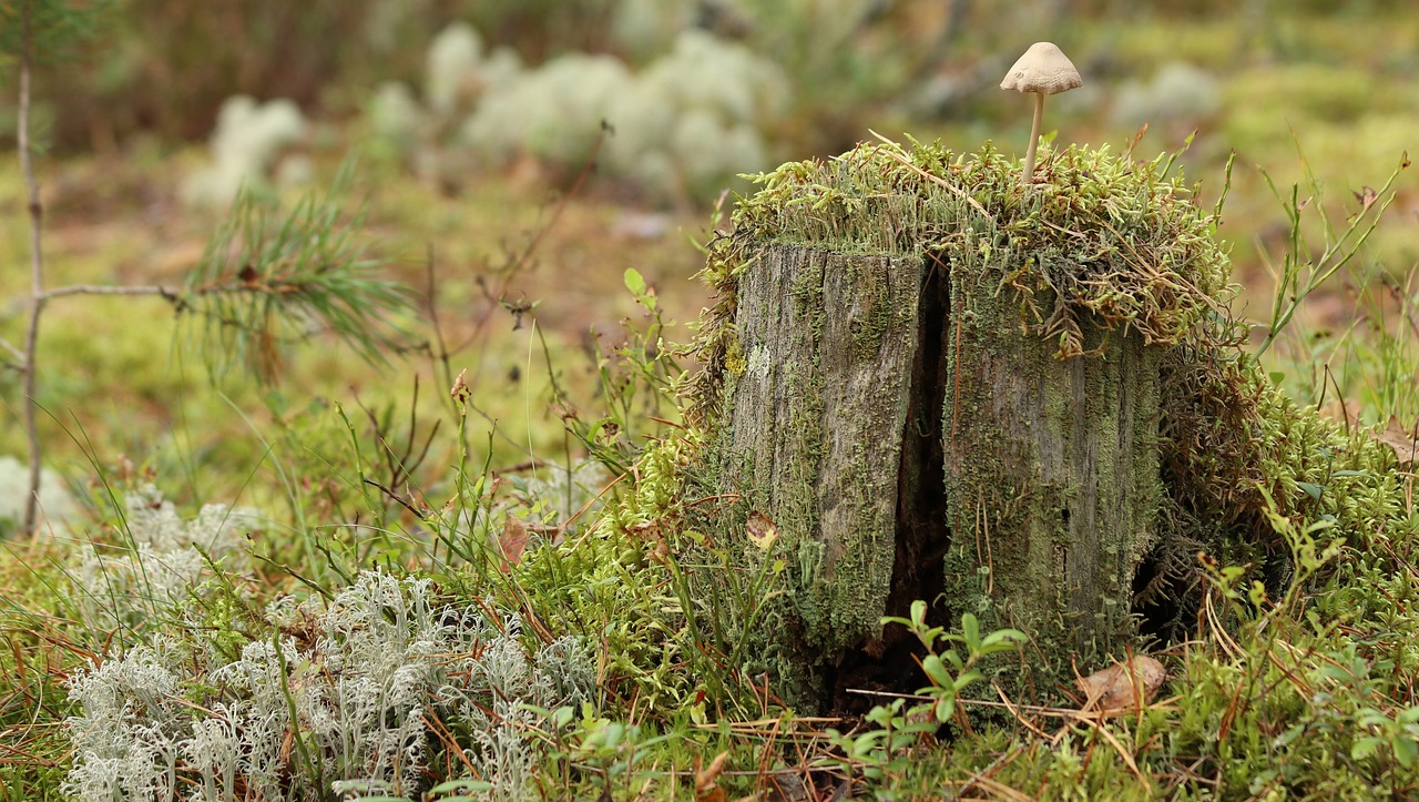 mushroom nature forest free photo