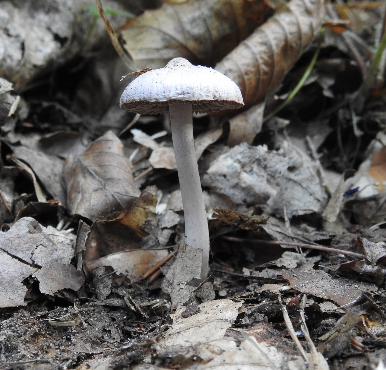 mushroom forest forest mushroom free photo