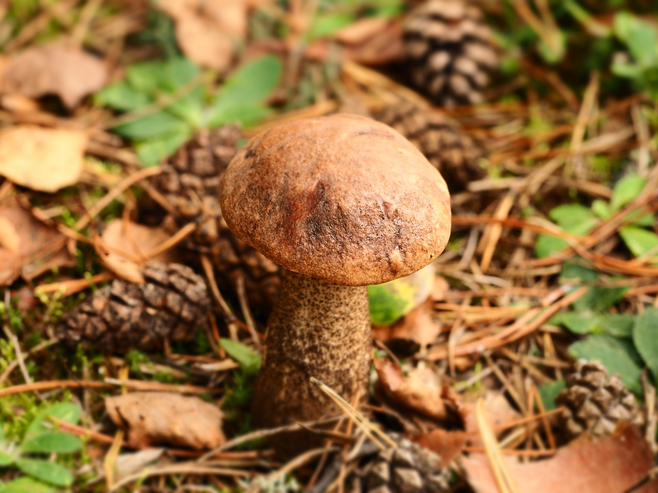 mushroom forest nature free photo