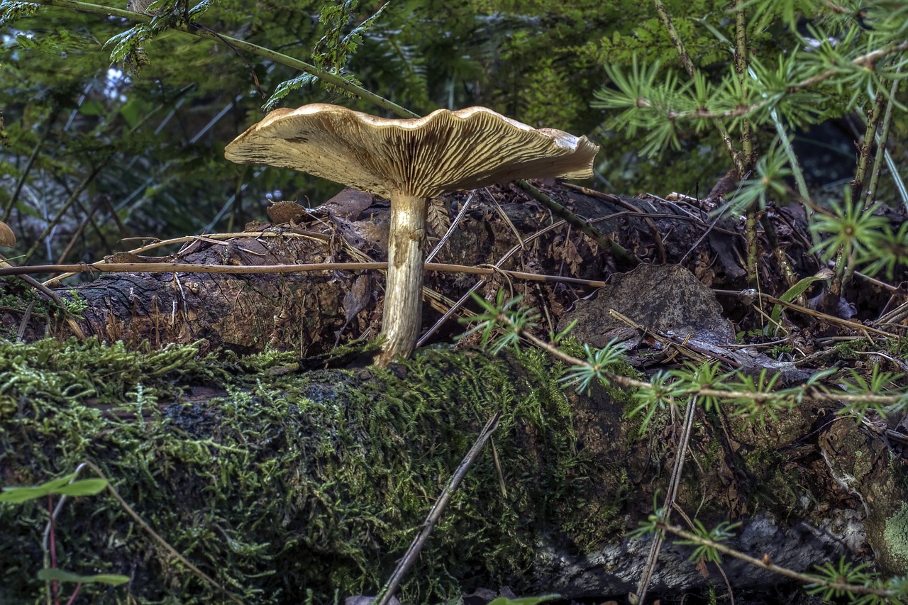 mushroom brown forest free photo