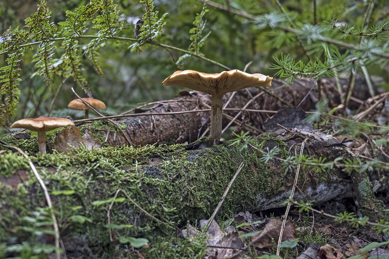 mushroom brown forest free photo