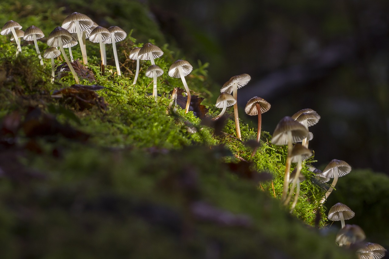 mushroom mini mushroom mushroom group free photo