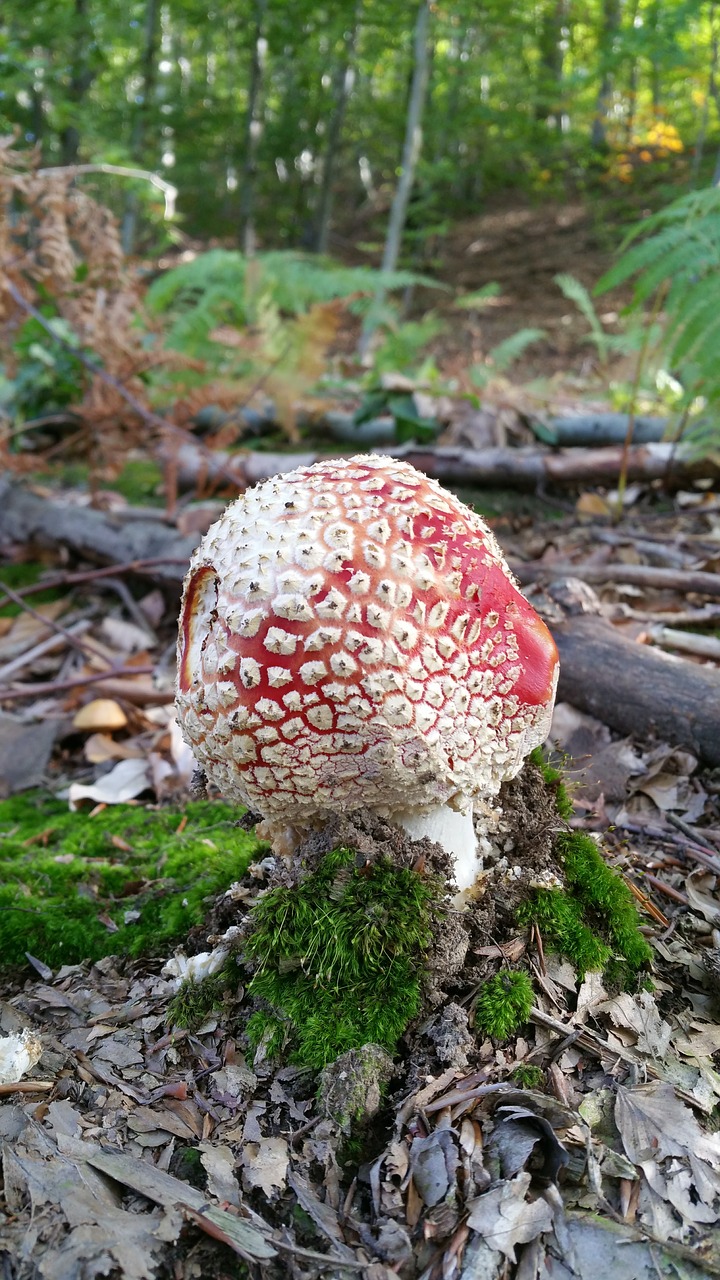 mushroom forest nature free photo