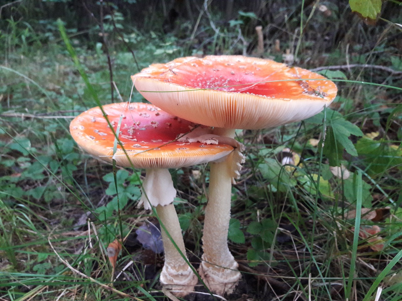 mushroom nature autumn free photo