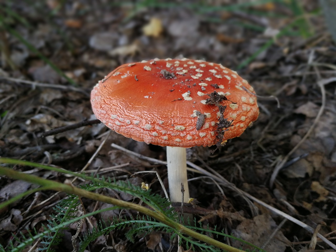 mushroom autumn toadstool free photo