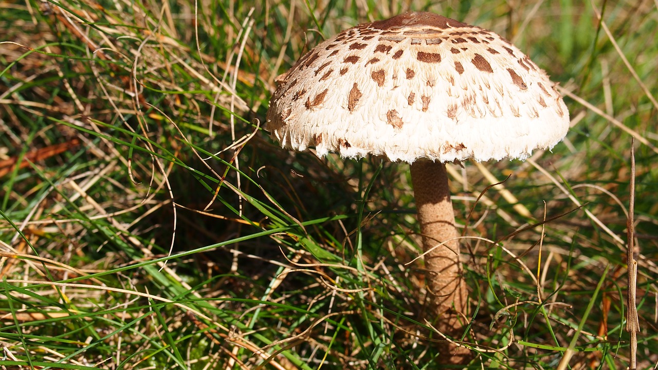 mushroom nature forest free photo