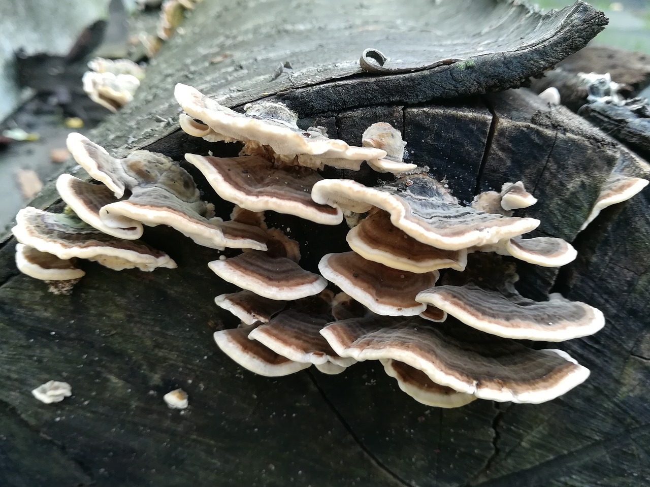 mushroom autumn brown free photo