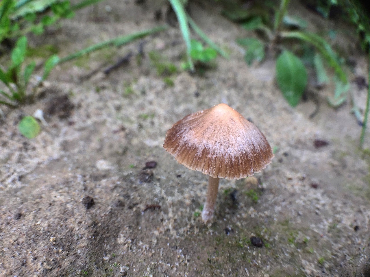 mushroom nature meadow in the morning free photo