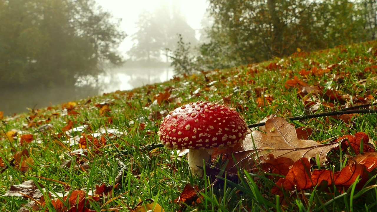 mushroom red fly agaric free photo