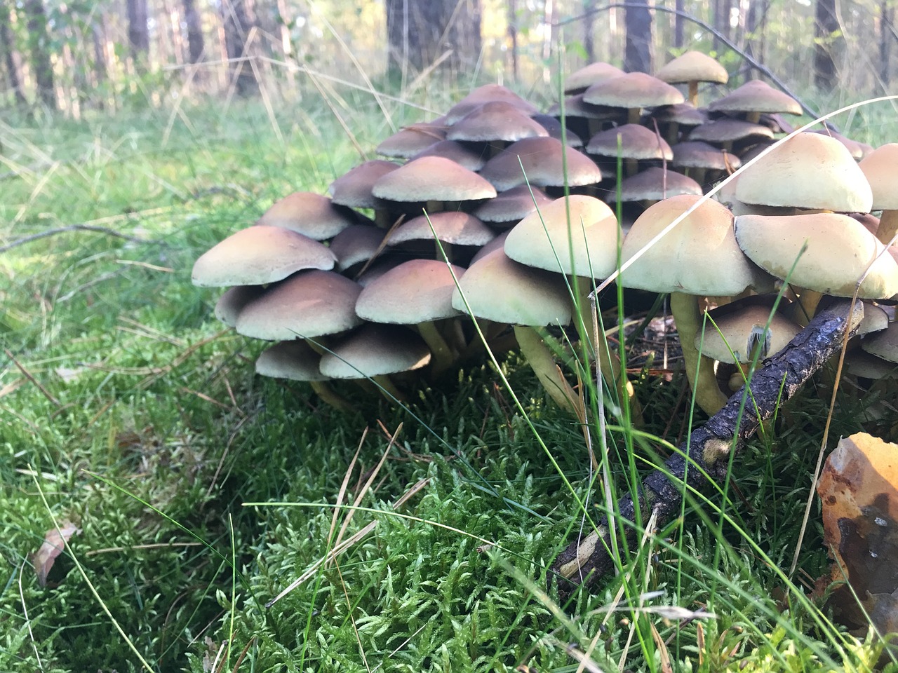 mushroom mushrooms trujace free photo
