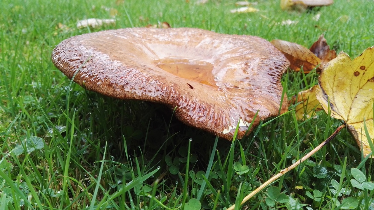 mushroom meadow autumn free photo