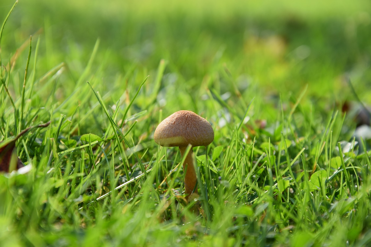 mushroom meadow green free photo