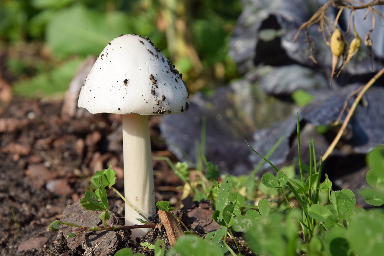mushroom earth autumn free photo
