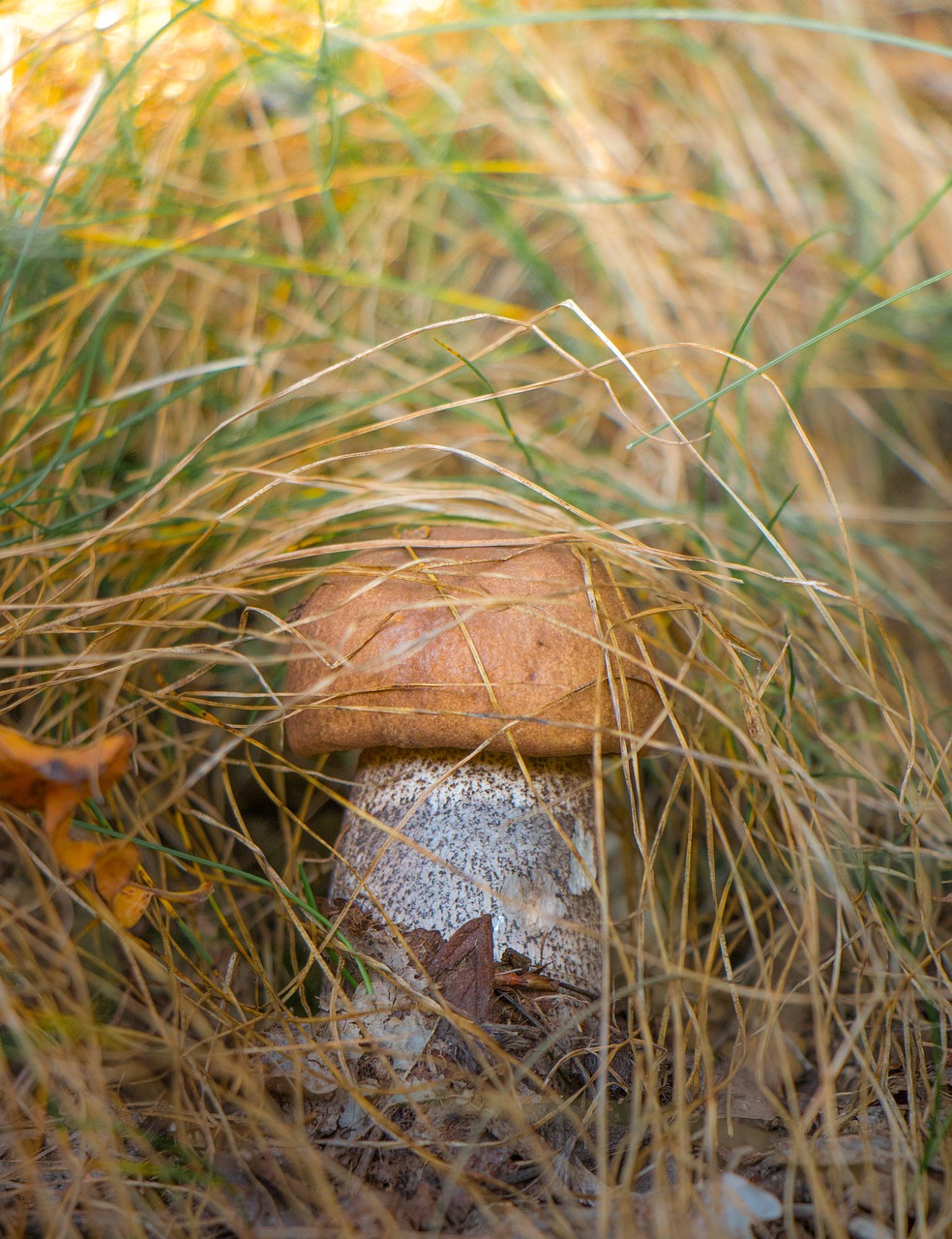 mushroom grass nature free photo