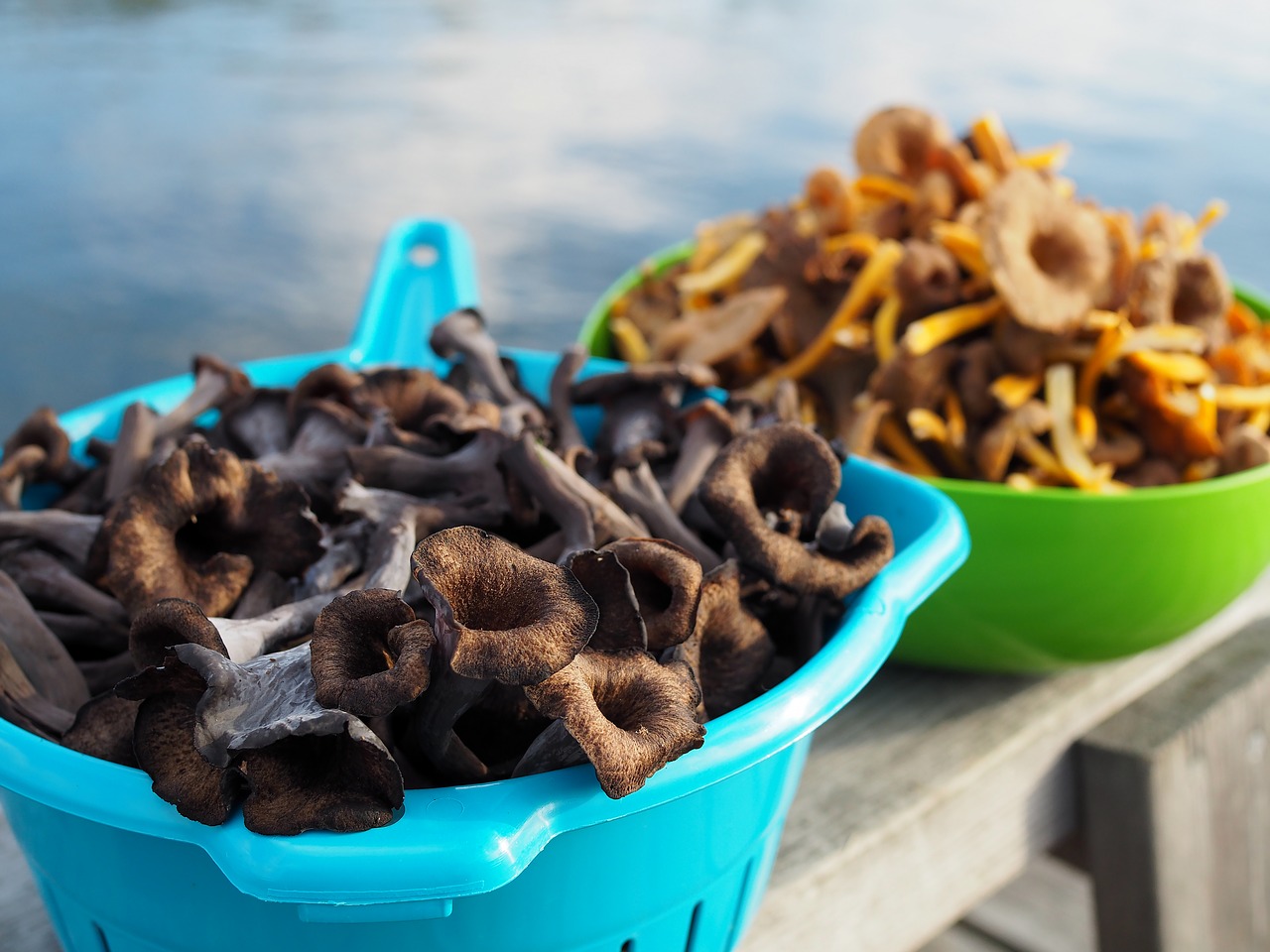 mushroom funnel chanterelles black trumpet mushrooms free photo