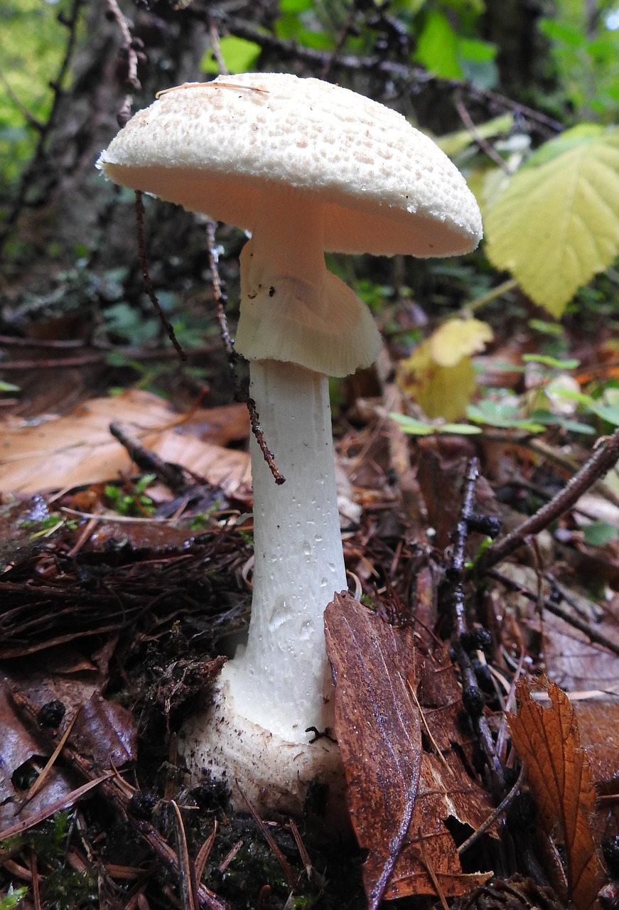 mushroom forest floor forest mushroom free photo