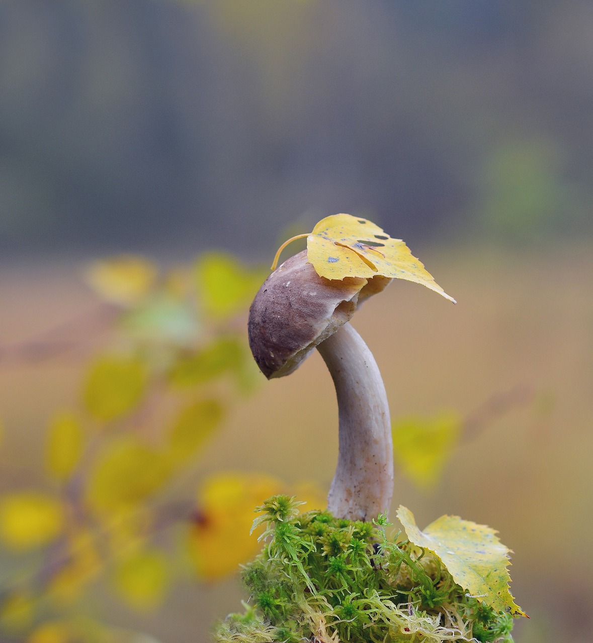 mushroom forest autumn free photo