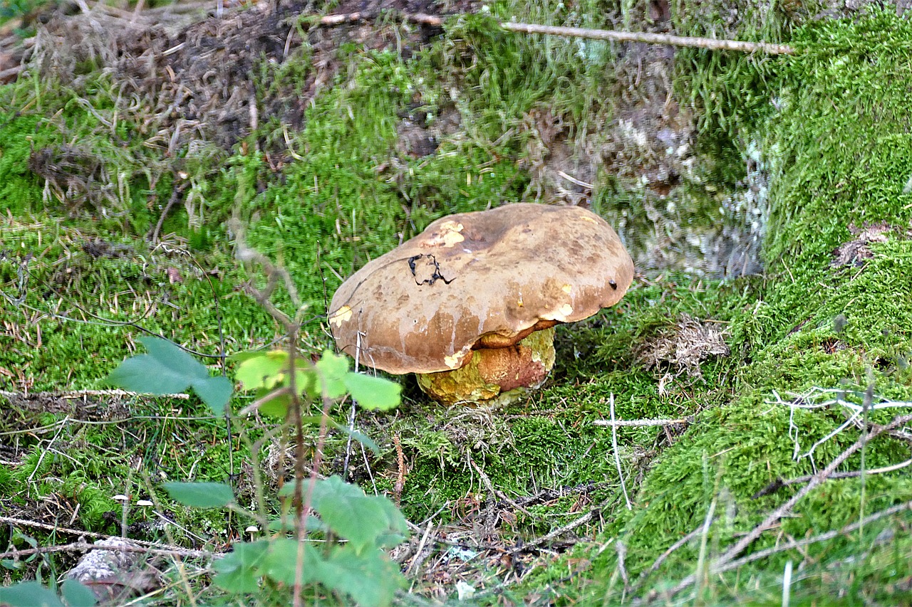 mushroom weathered nature free photo