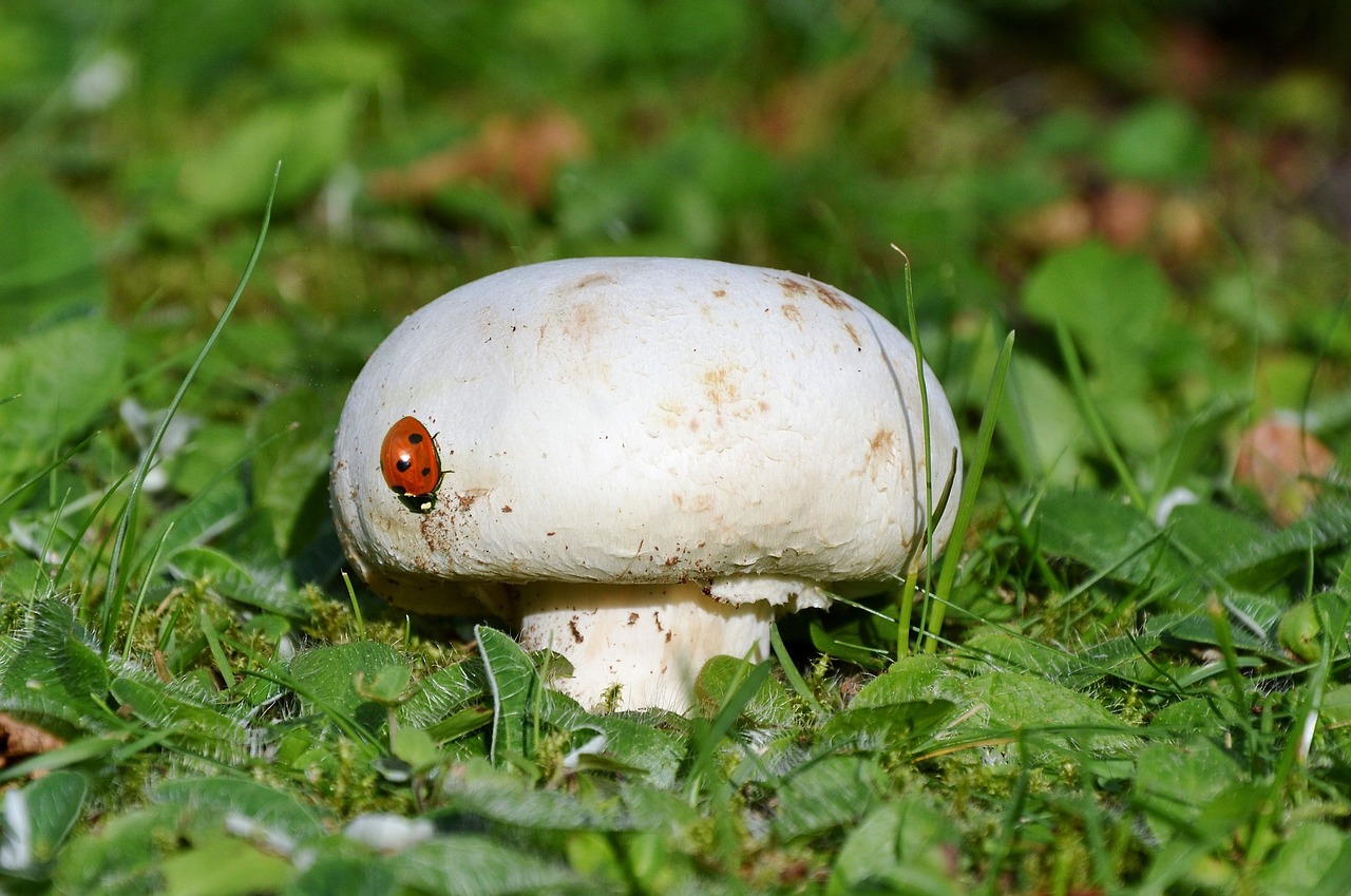 mushroom ladybug grass free photo