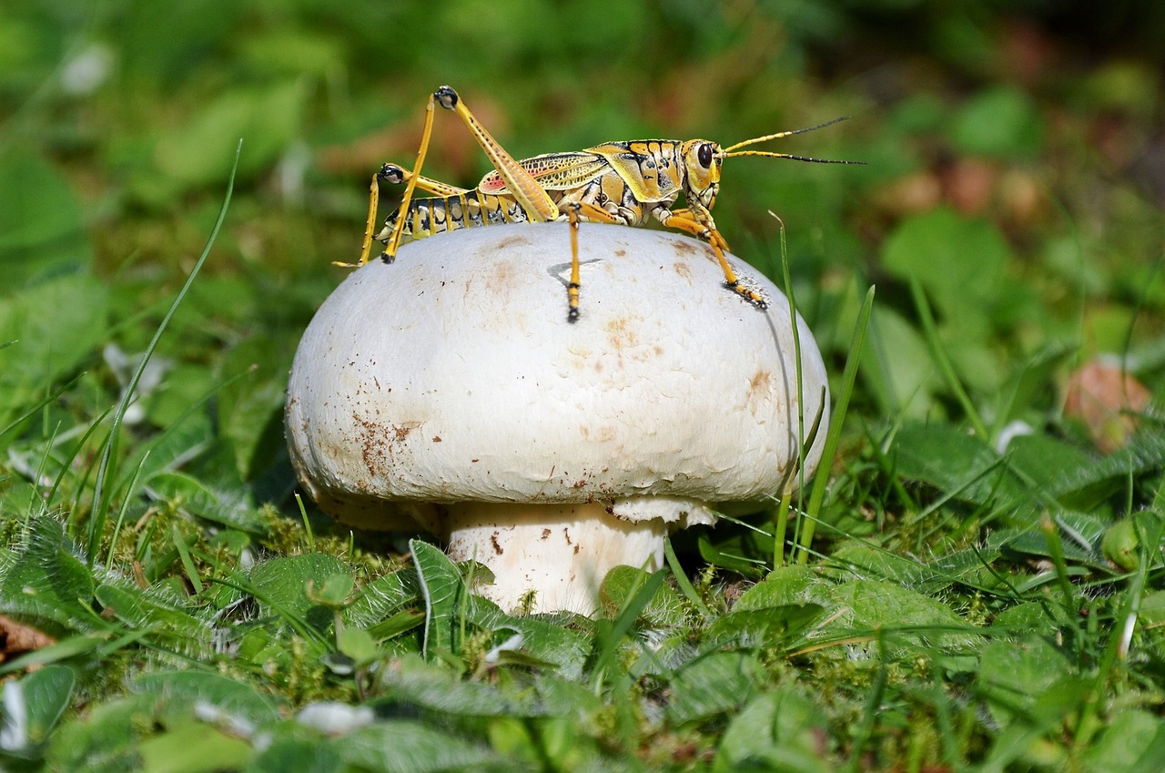 mushroom cricket grass free photo