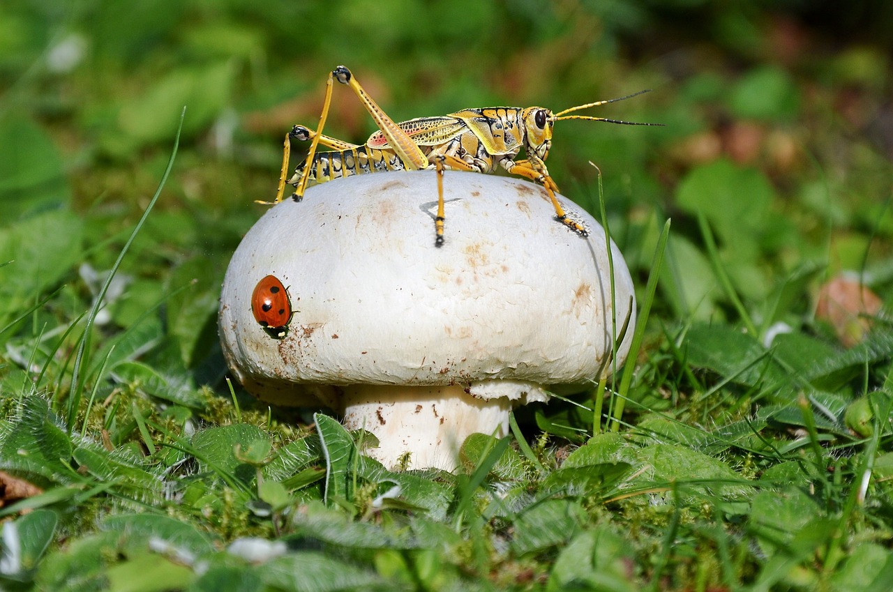 mushroom ladybug cricket free photo