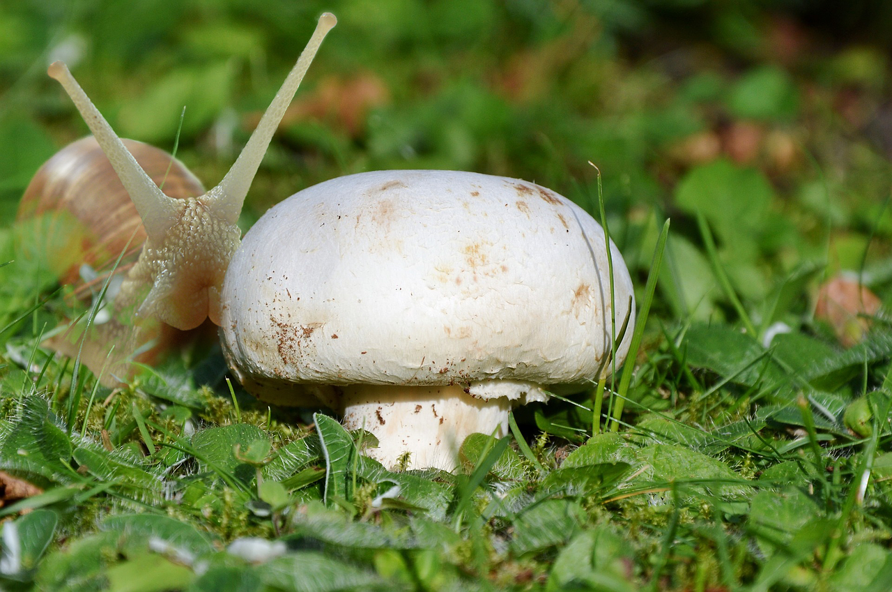 mushroom snail grass free photo