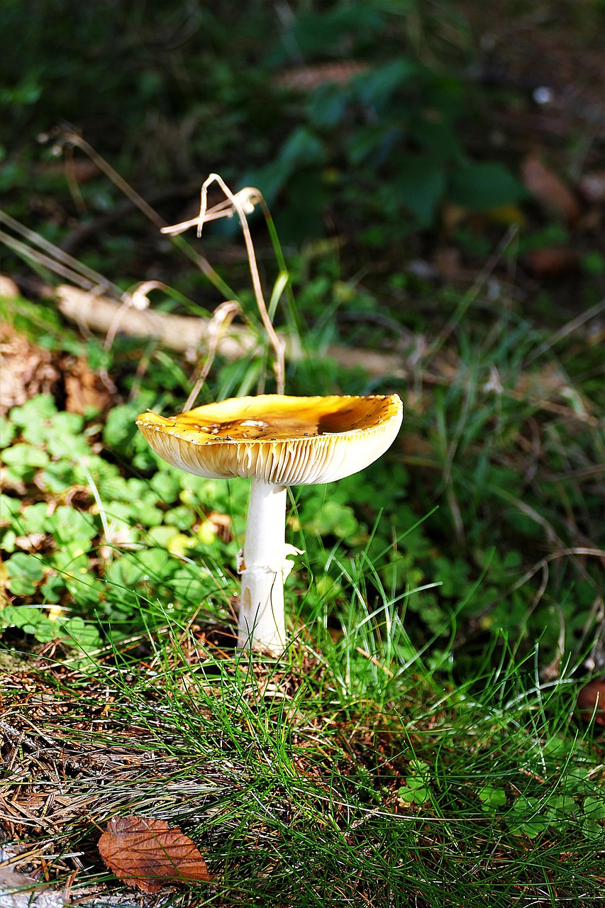 mushroom autumn forest free photo