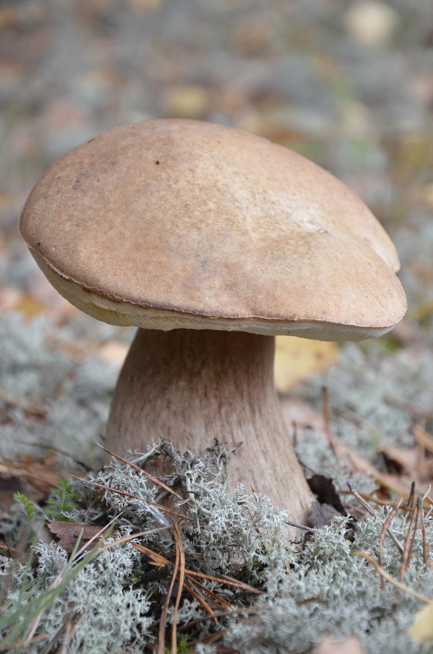 mushroom forest nature free photo