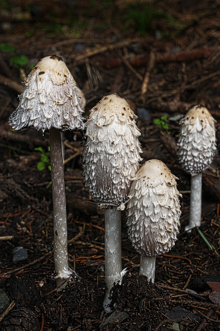 mushroom schopf comatus asparagus mushroom free photo