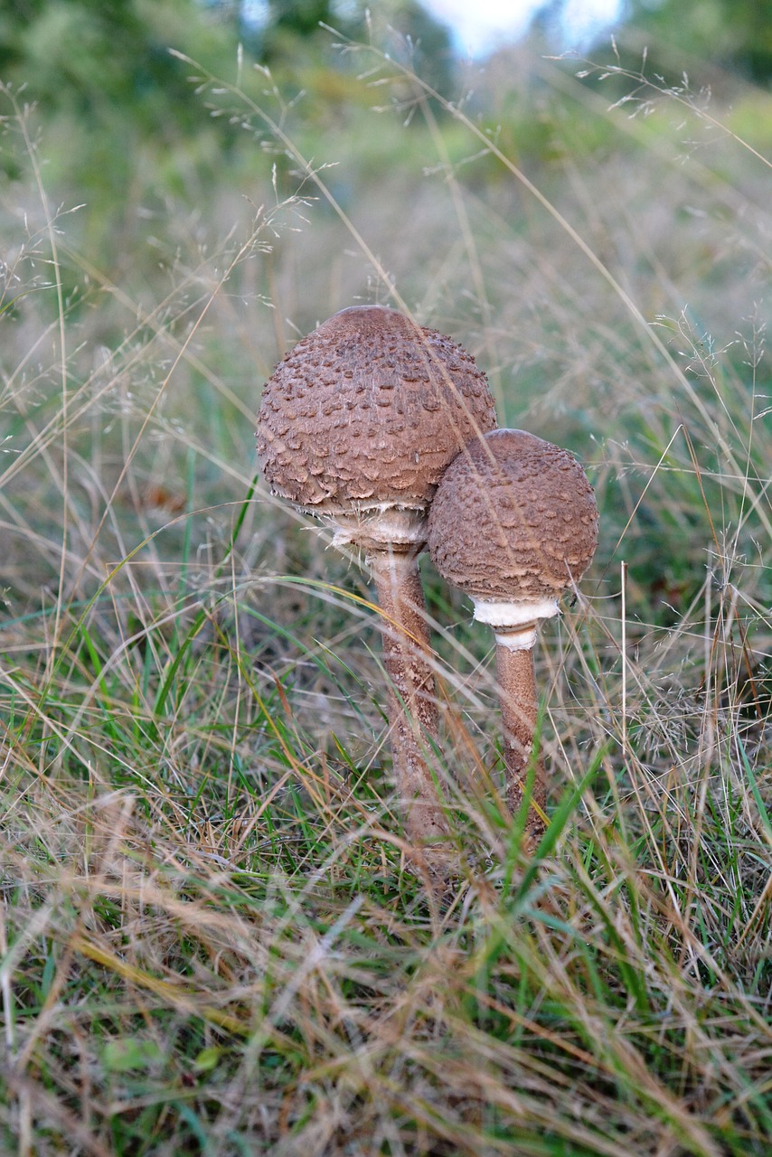 mushroom mushrooms autumn free photo