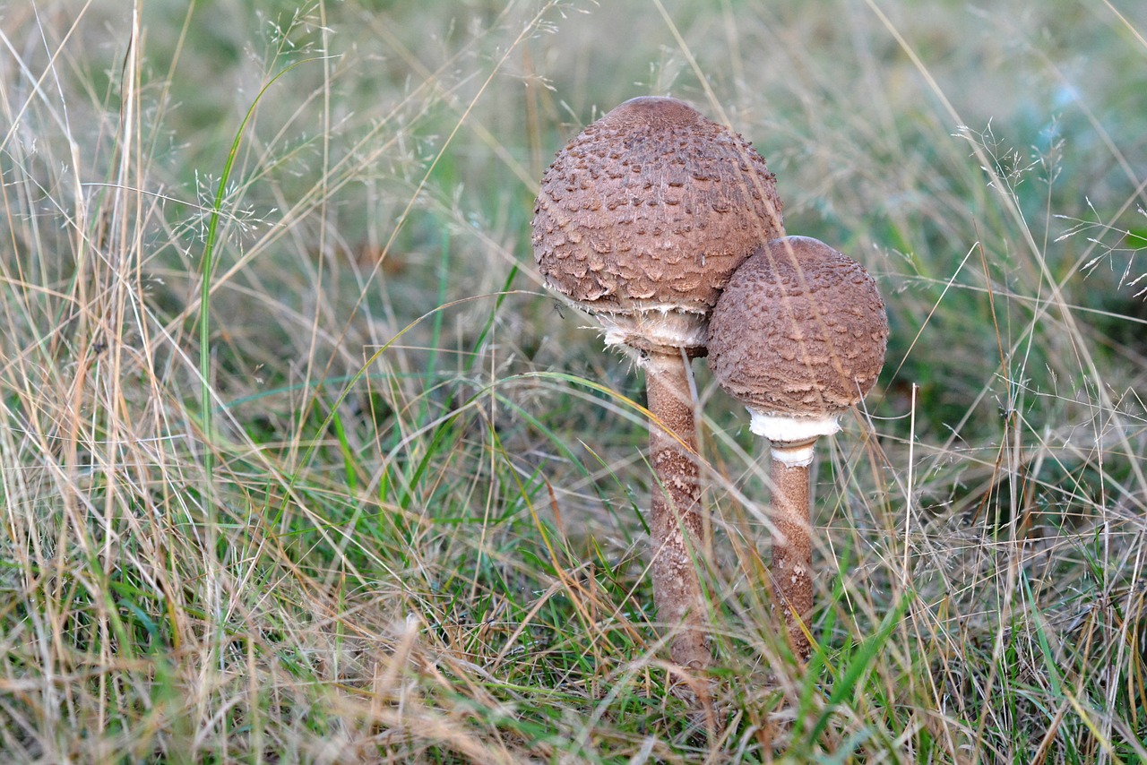 mushroom mushrooms autumn free photo