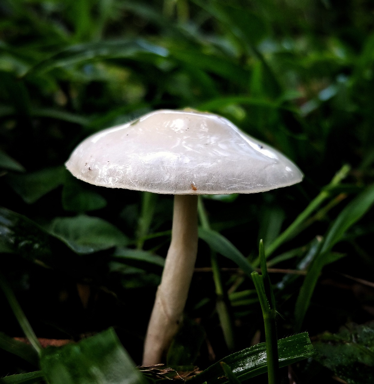 mushroom fungus white free photo
