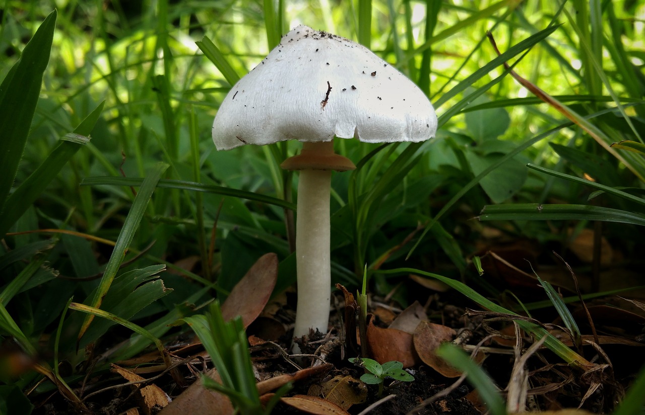 mushroom fungus white free photo