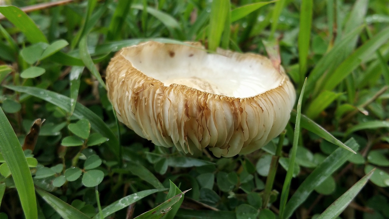 mushroom fungus white and braun free photo