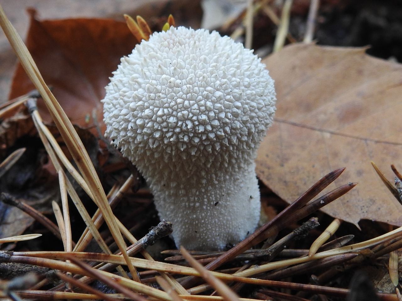 mushroom forest mushroom autumn free photo