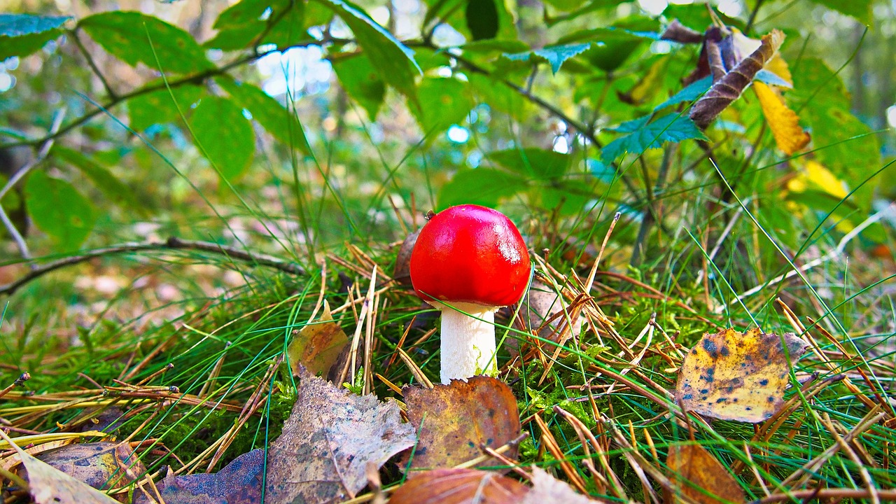 mushroom nature small mushroom free photo
